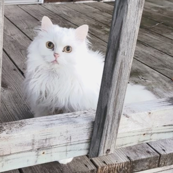 Meet your Posher, Zoe - Picture 2 of 2